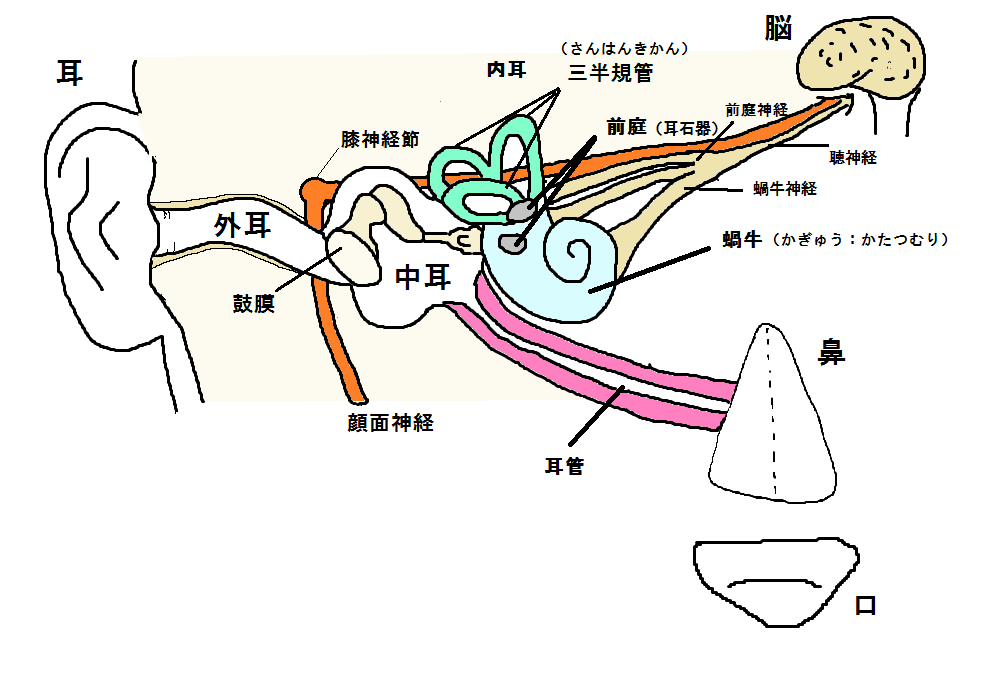 耳 鼻 構造 よこい耳鼻咽喉科 ホームページ